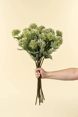 Sedum Spray Green