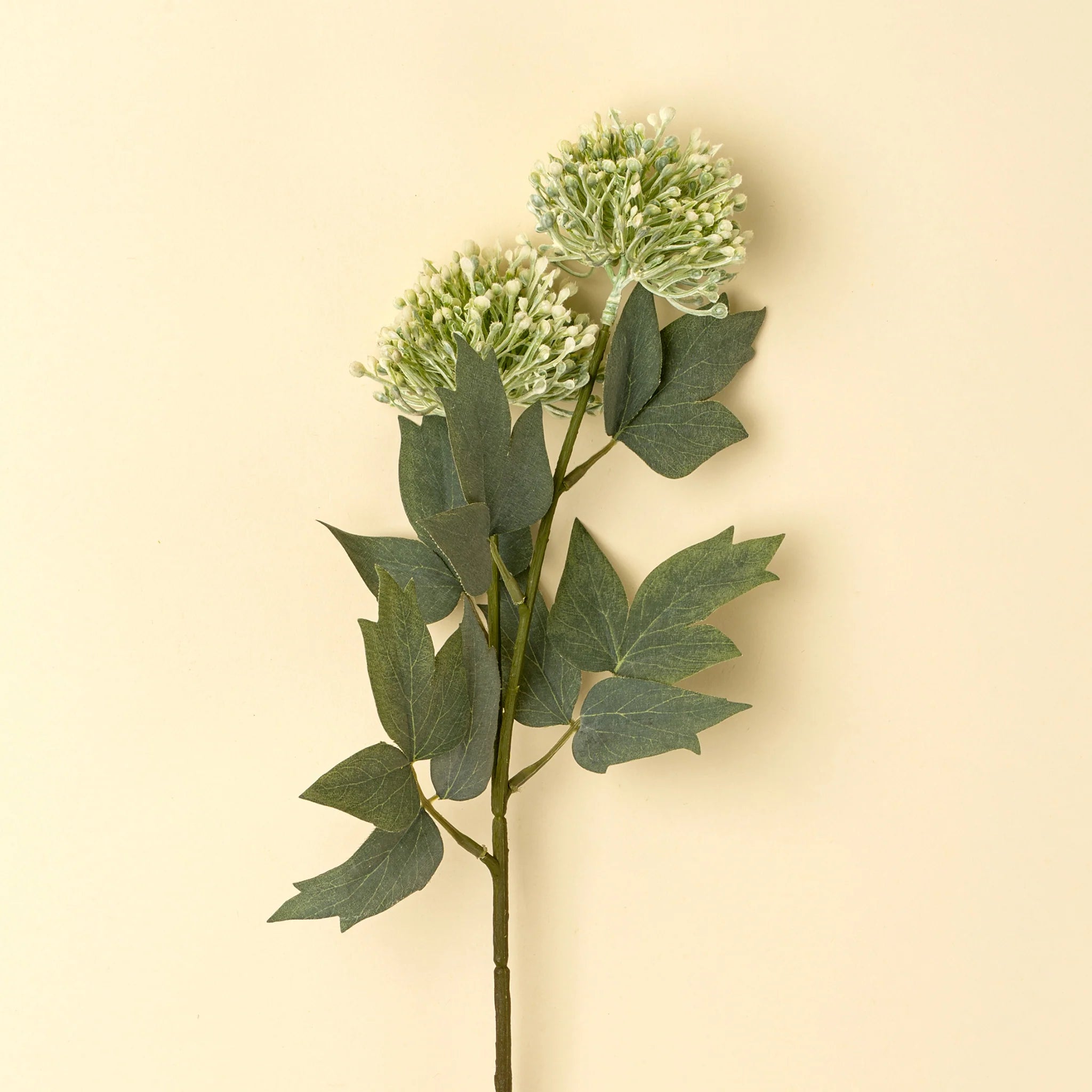 Sedum Spray Green