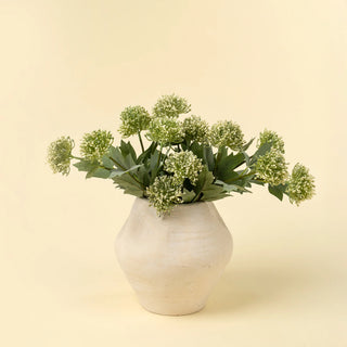 Sedum Spray Green