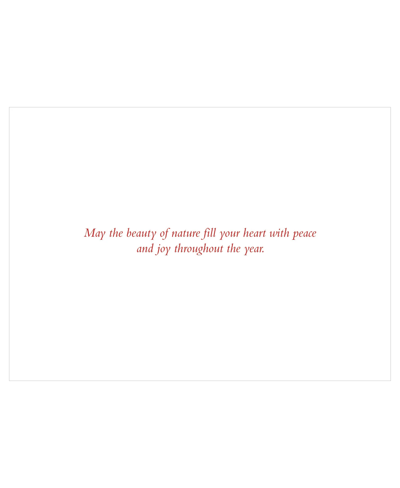 Peter Pauper Press Winter Evergreens Deluxe Boxed Holiday Cards