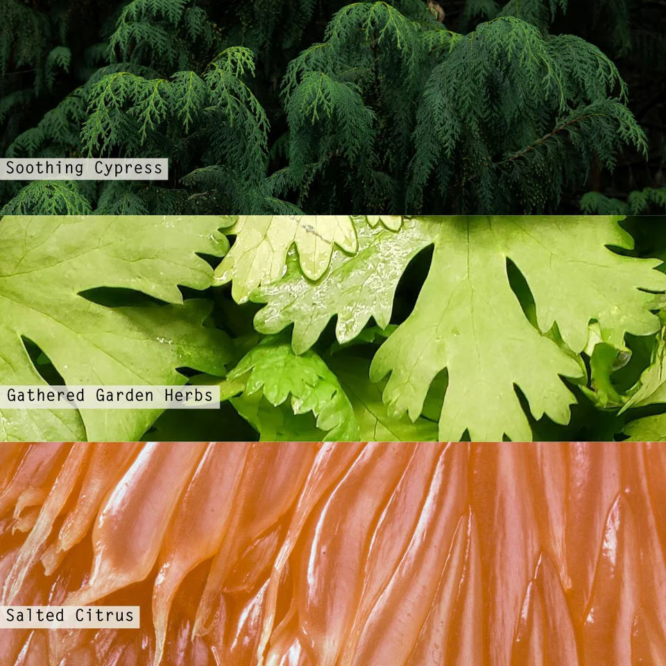 Illume Hinoki Sage Reed Diffuser