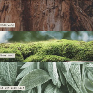 Illume Borealis Moss Reed Diffuser