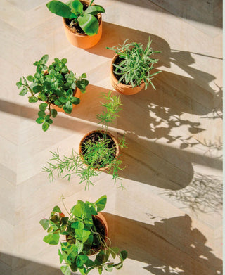 Live Well Lavender - Tiny Terracotta Kit