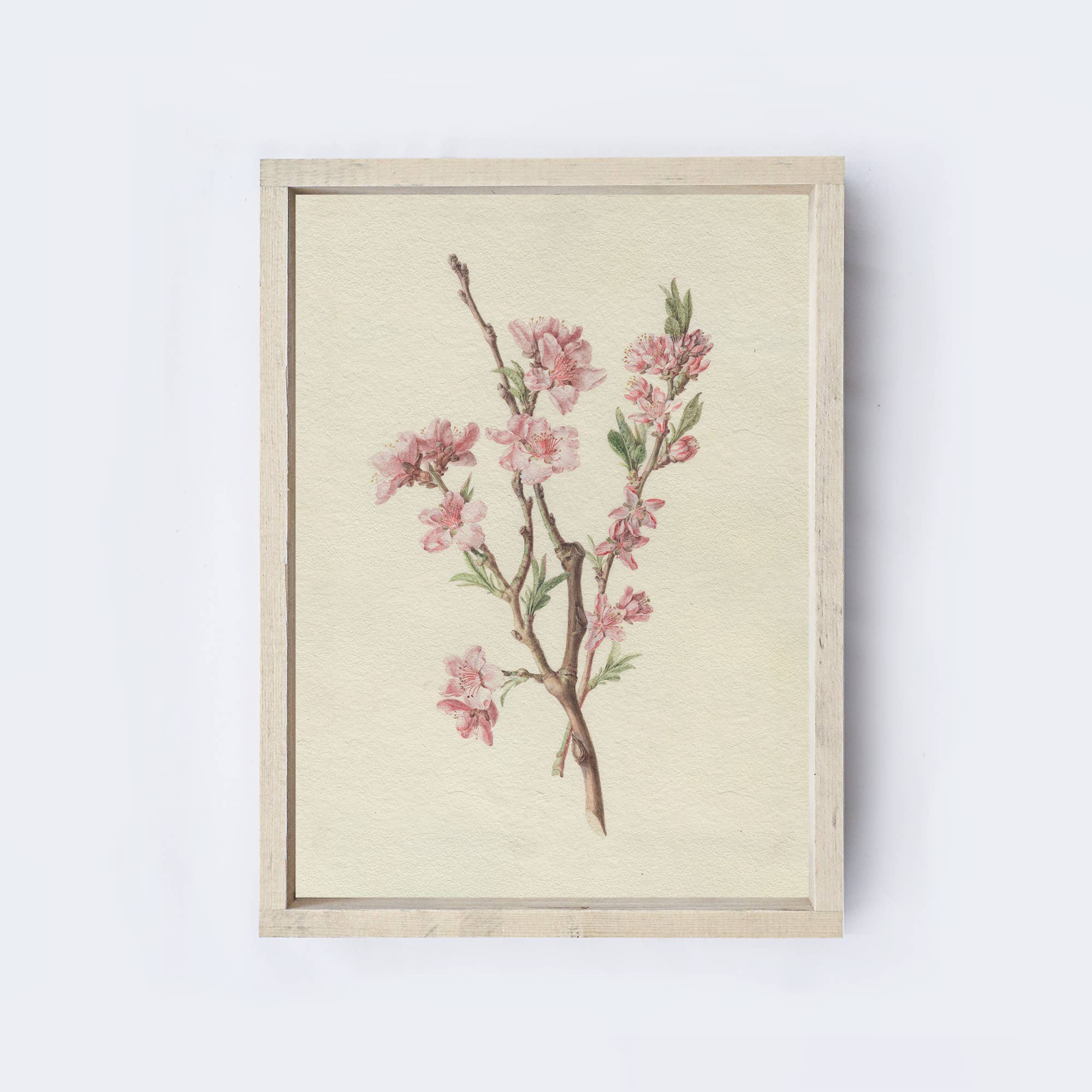 Vintage Floral Peach Blossom Drawing Framed Wall Art