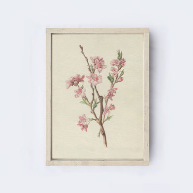 Vintage Floral Peach Blossom Drawing Framed Wall Art