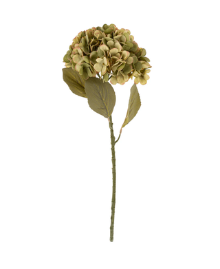 Faded Hydrangea Stem - Green
