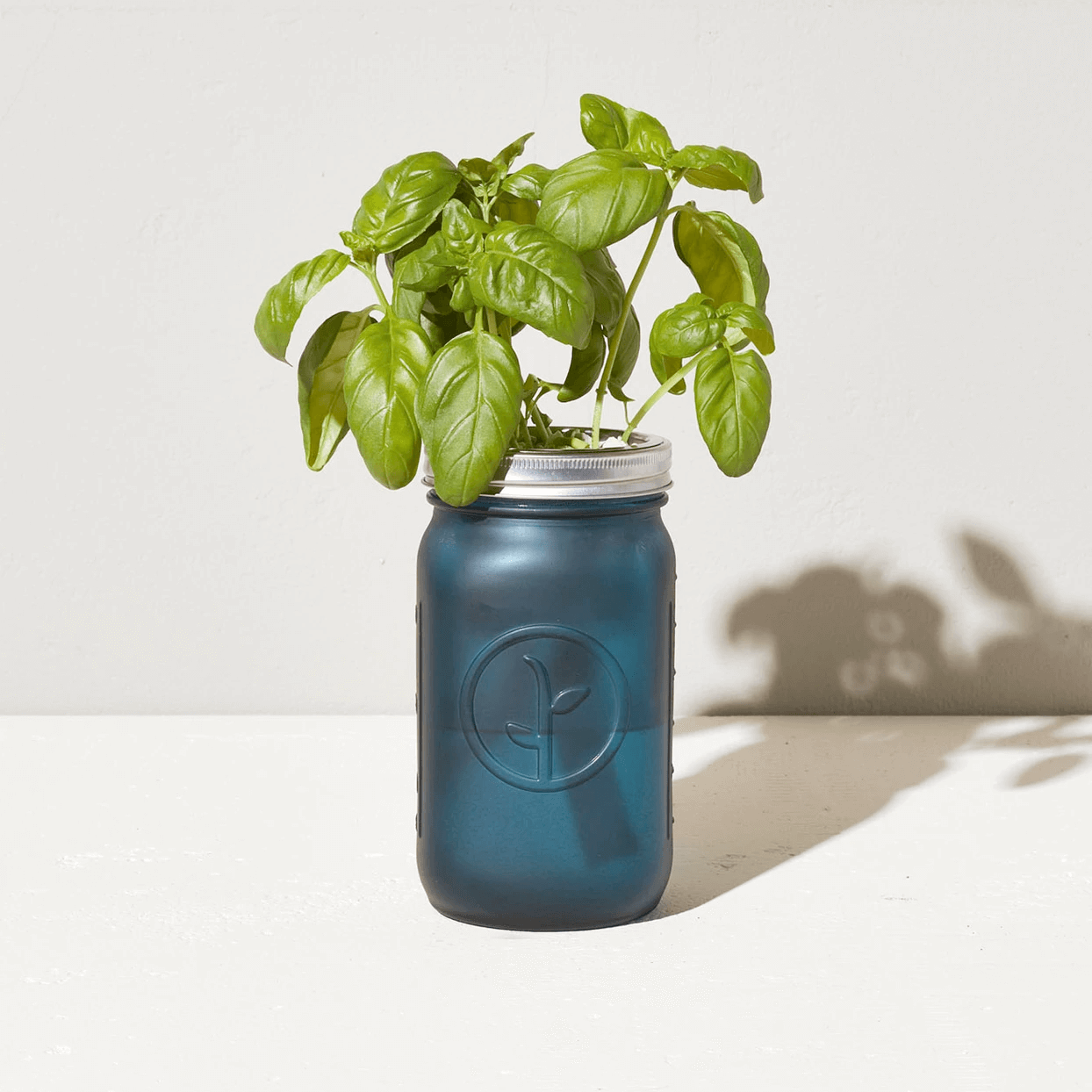 Modern Sprout Garden Jar - Basil