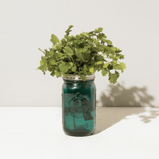 Modern Sprout Garden Jar - Cilantro