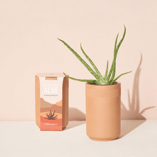 Modern Sprout Terracotta Kit - Aloe