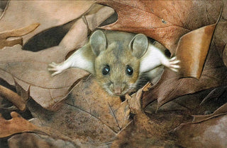 Pumpernickle Hide & Seek Birthday Card