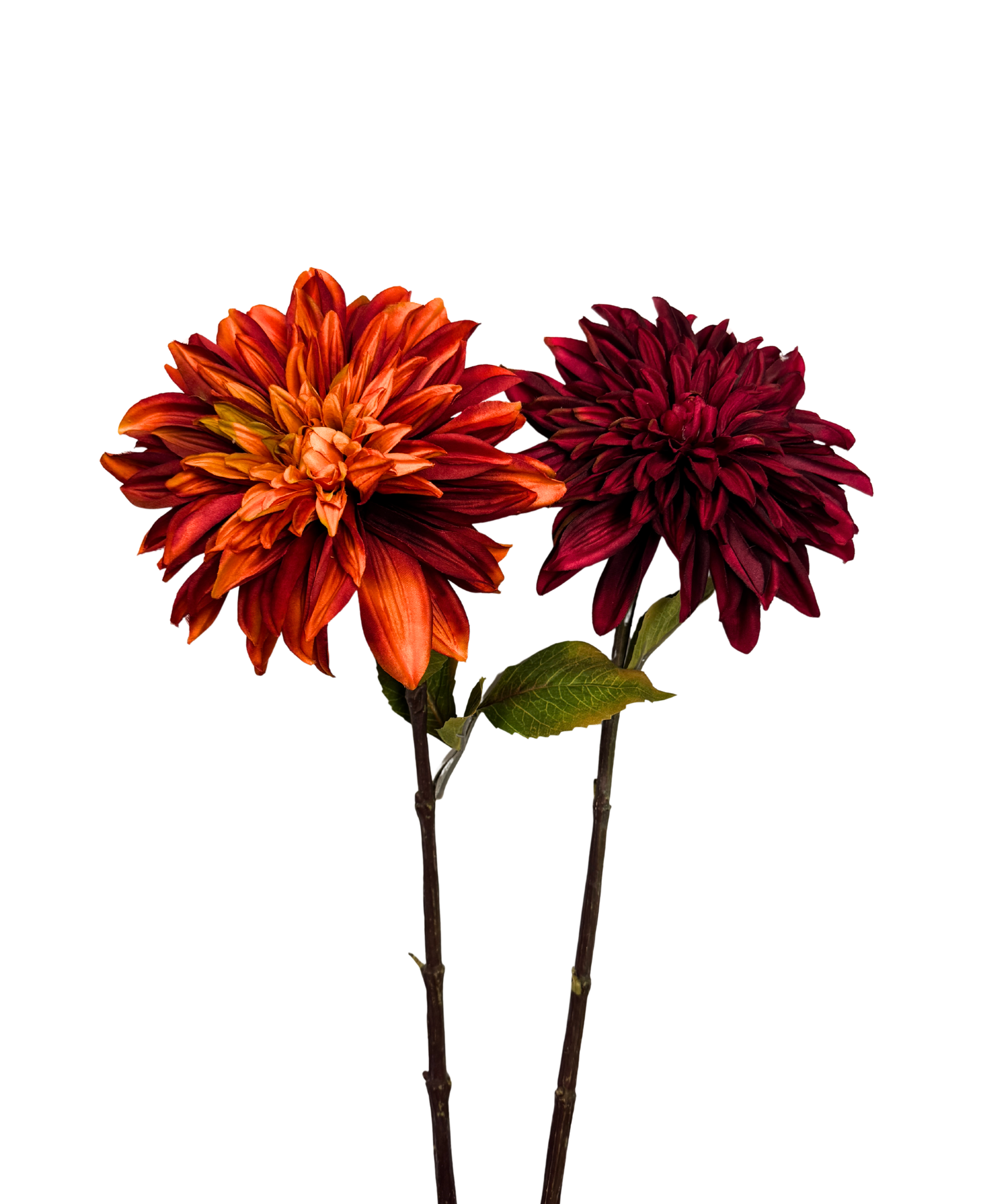 Dahlia Stem
