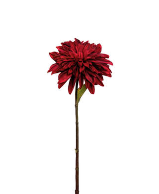 Dahlia Stem