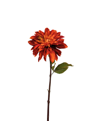 Dahlia Stem