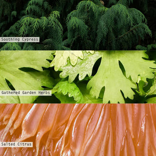 Illume Hinoki Sage Reed Diffuser