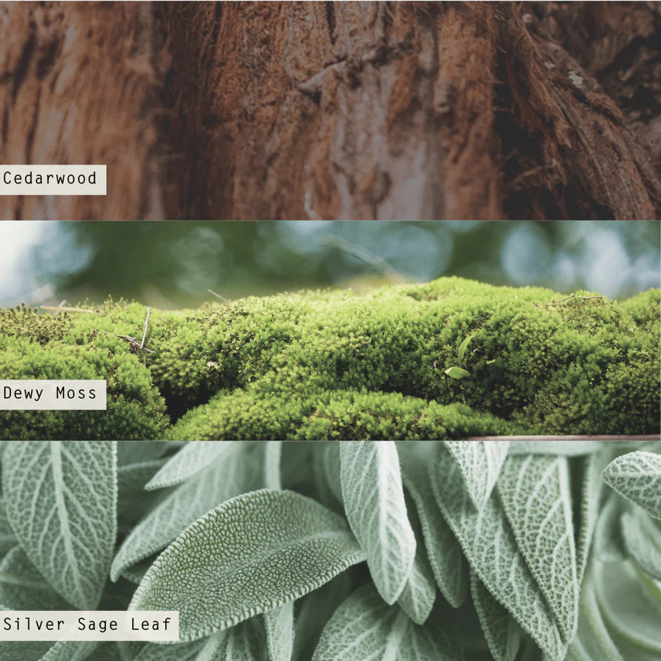 Illume Borealis Moss Reed Diffuser