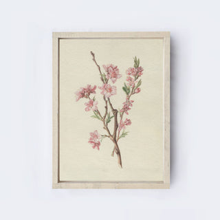 Vintage Floral Peach Blossom Drawing Framed Wall Art