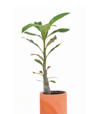 Bonsai (Desert Rose) - Grow Your Own Kit