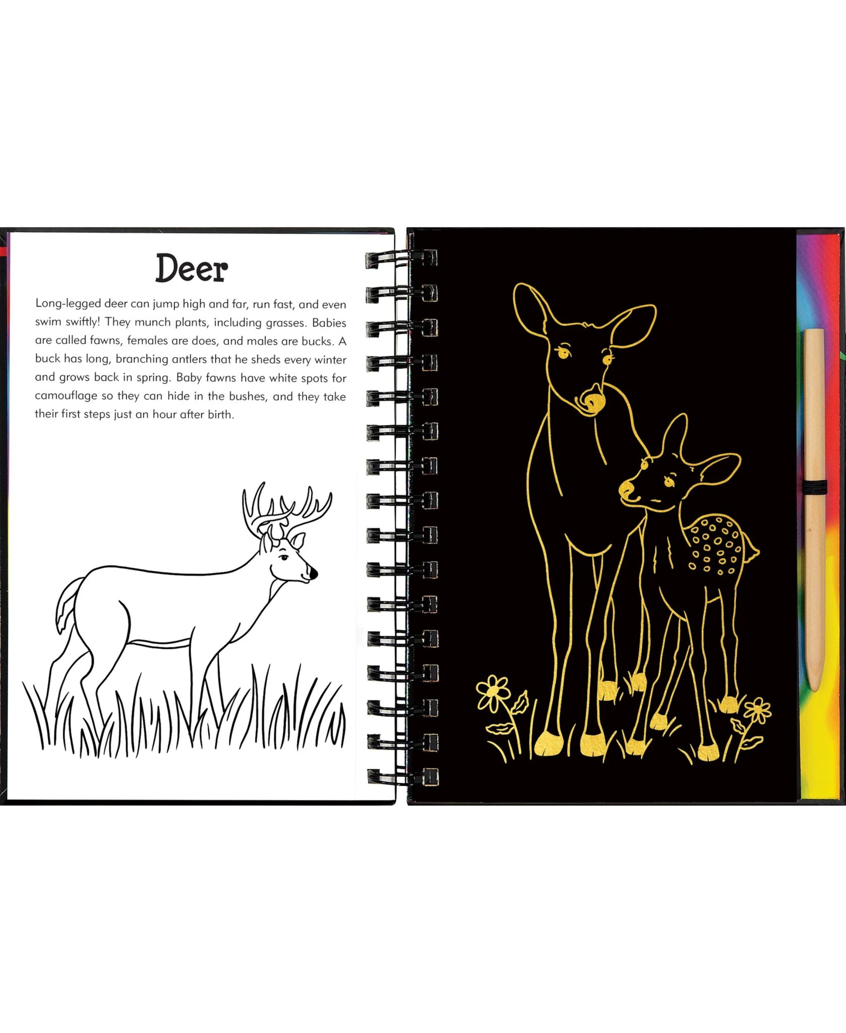 Peter Pauper Press Forest Friends Sketch and Scratch Art Book