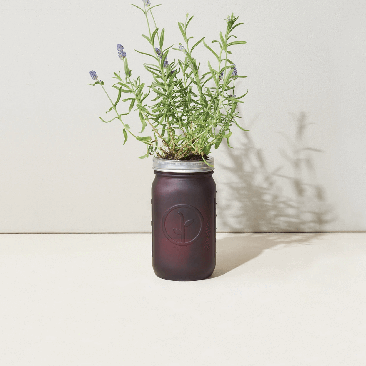 Modern Sprout Garden Jar - Lavender