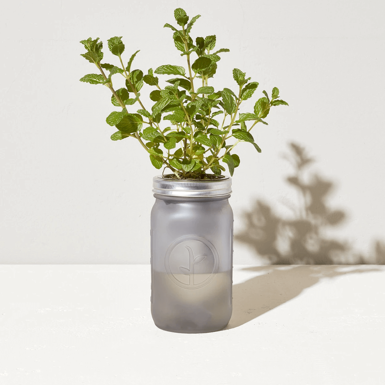 Modern Sprout Garden Jar - Mint