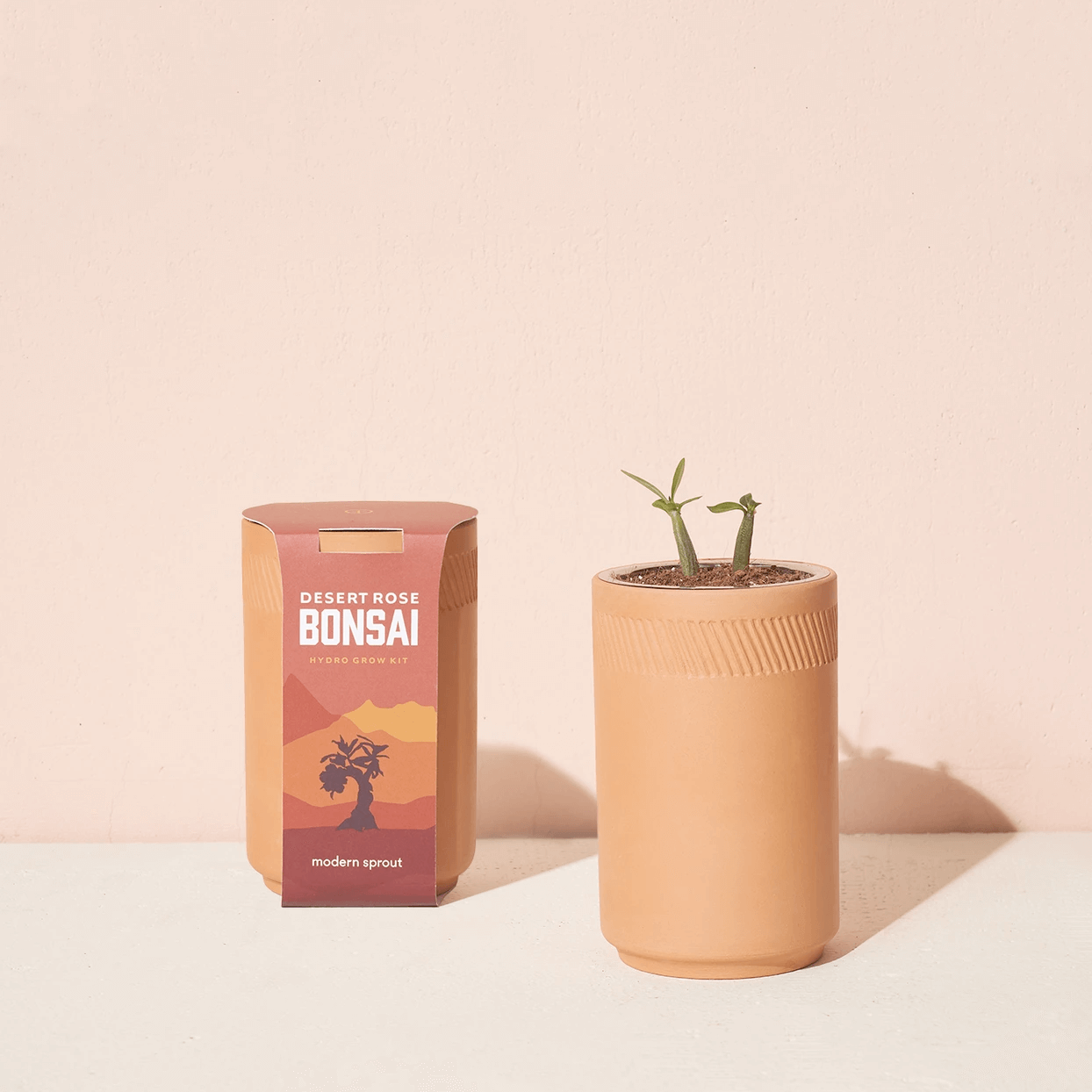 Bonsai (Desert Rose) - Grow Your Own Kit